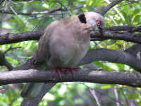 Red-eyed Dove Red-eyed Dove